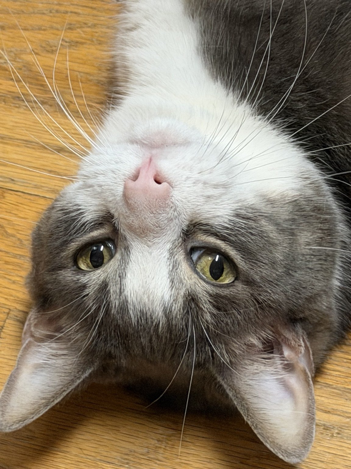Close-up of a cat looking toward the camera with its head tilted.