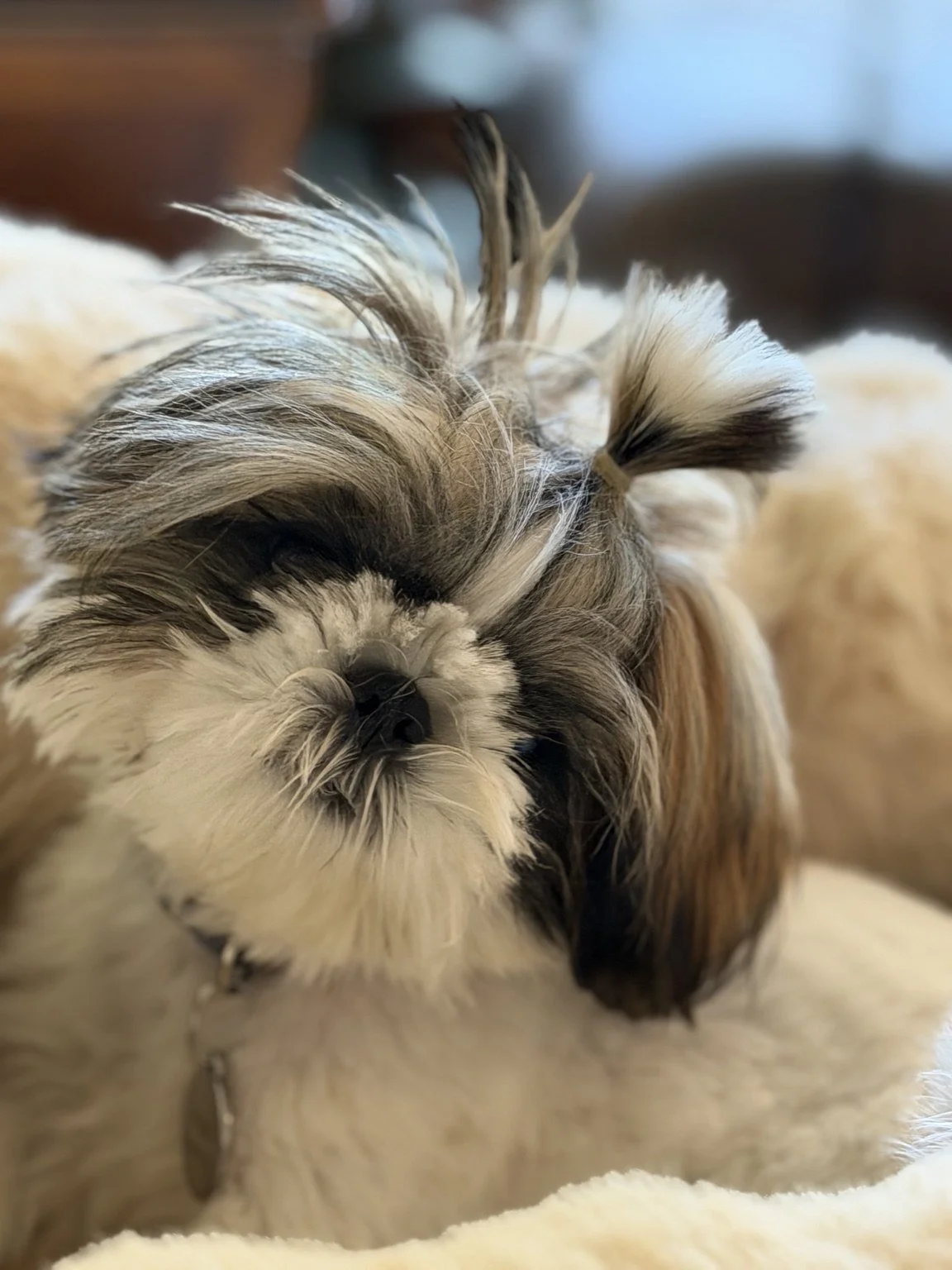 Small fluffy dog relaxing on a cushion.