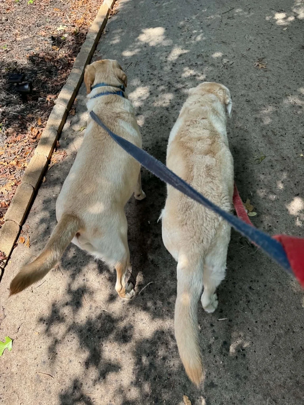 Two light-colored dogs walking side by side on leashes along a shaded path.