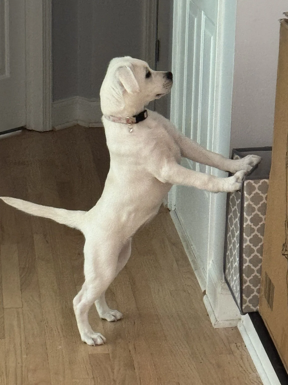 White dog standing on its hind legs by a glass door.