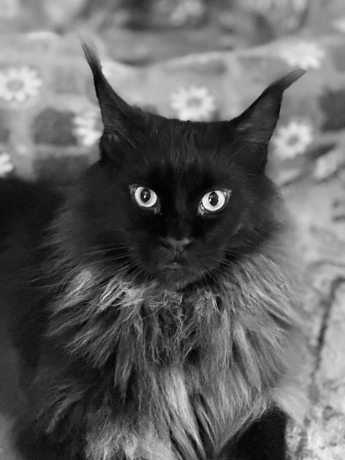 Black-and-white portrait of a long-haired black cat.