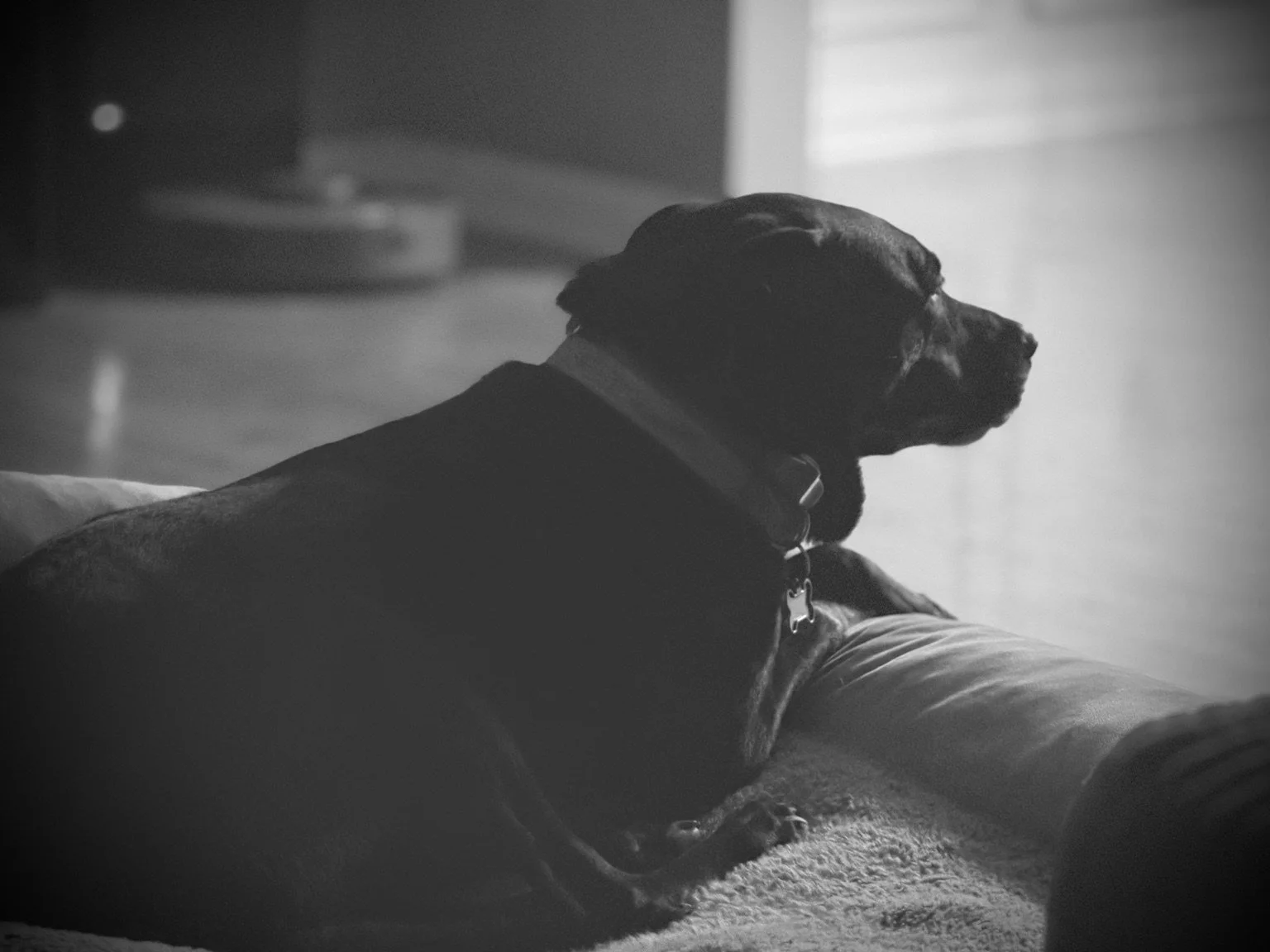 Black-and-white portrait of a dog resting on a sofa.