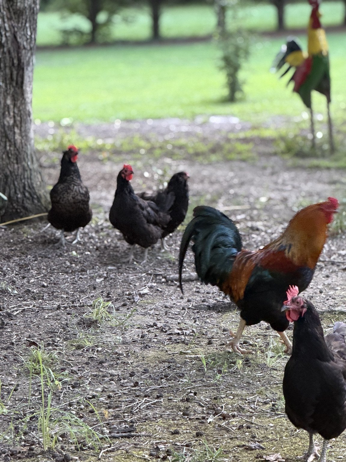 Rooster and hens exploring a shaded yard.