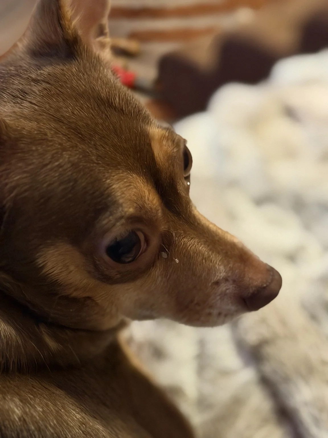 Small brown dog resting on a blanket.