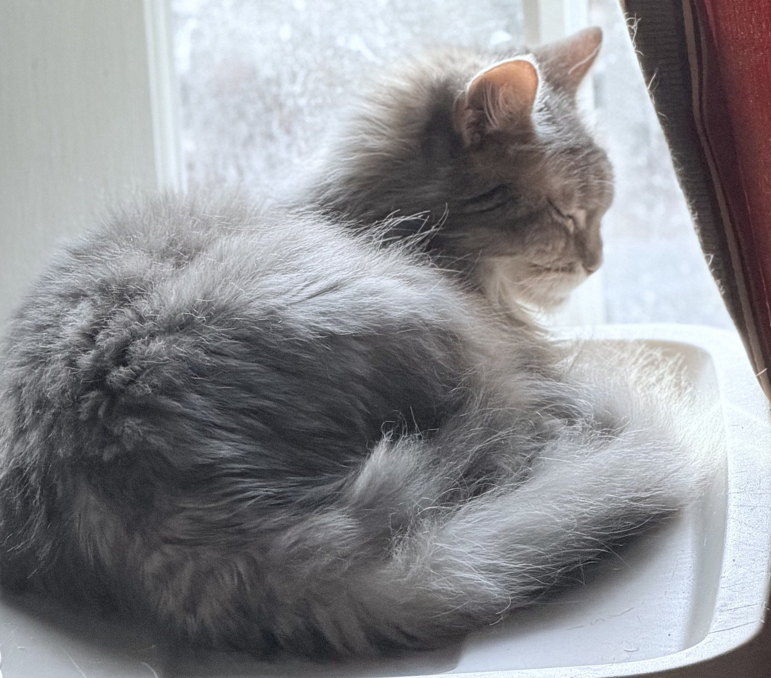 Gray cat resting beside a window.