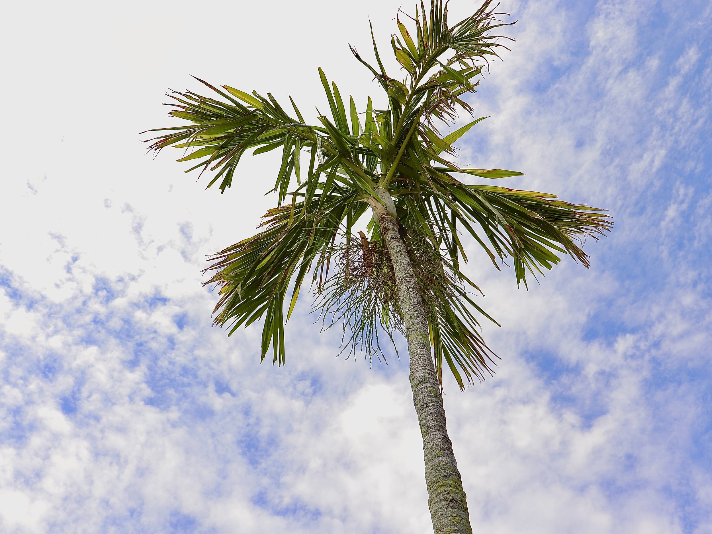 Naples, Florida Vacation