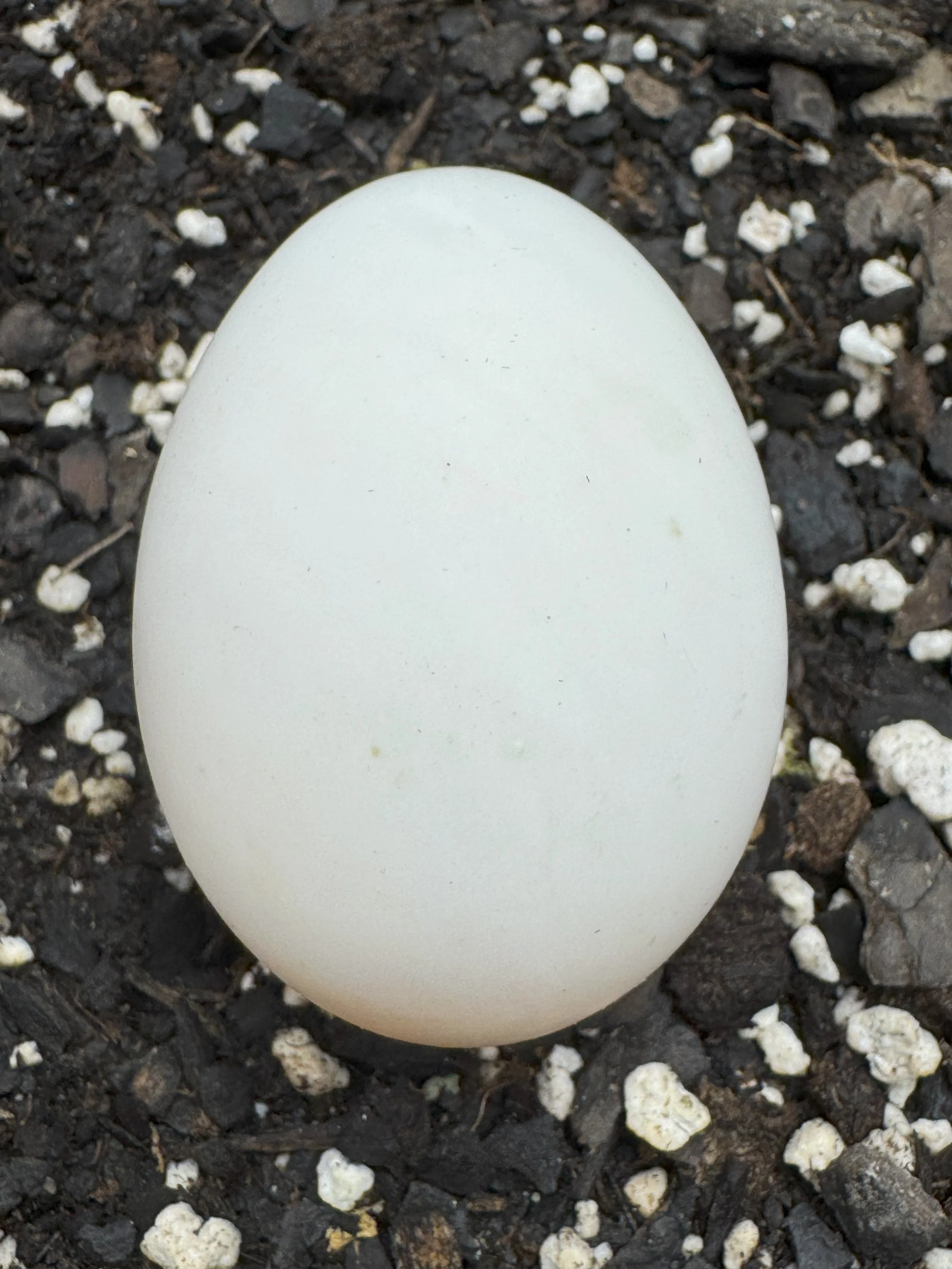 Duck Eggs - For eating