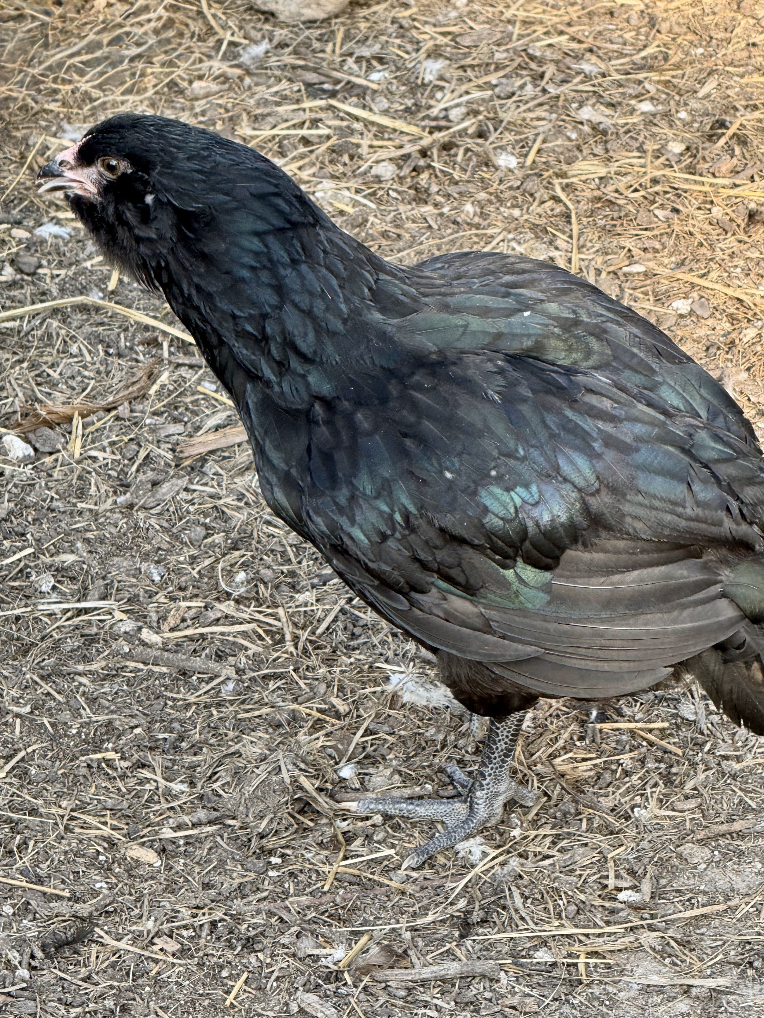 Pullets - Ameraucana chicken