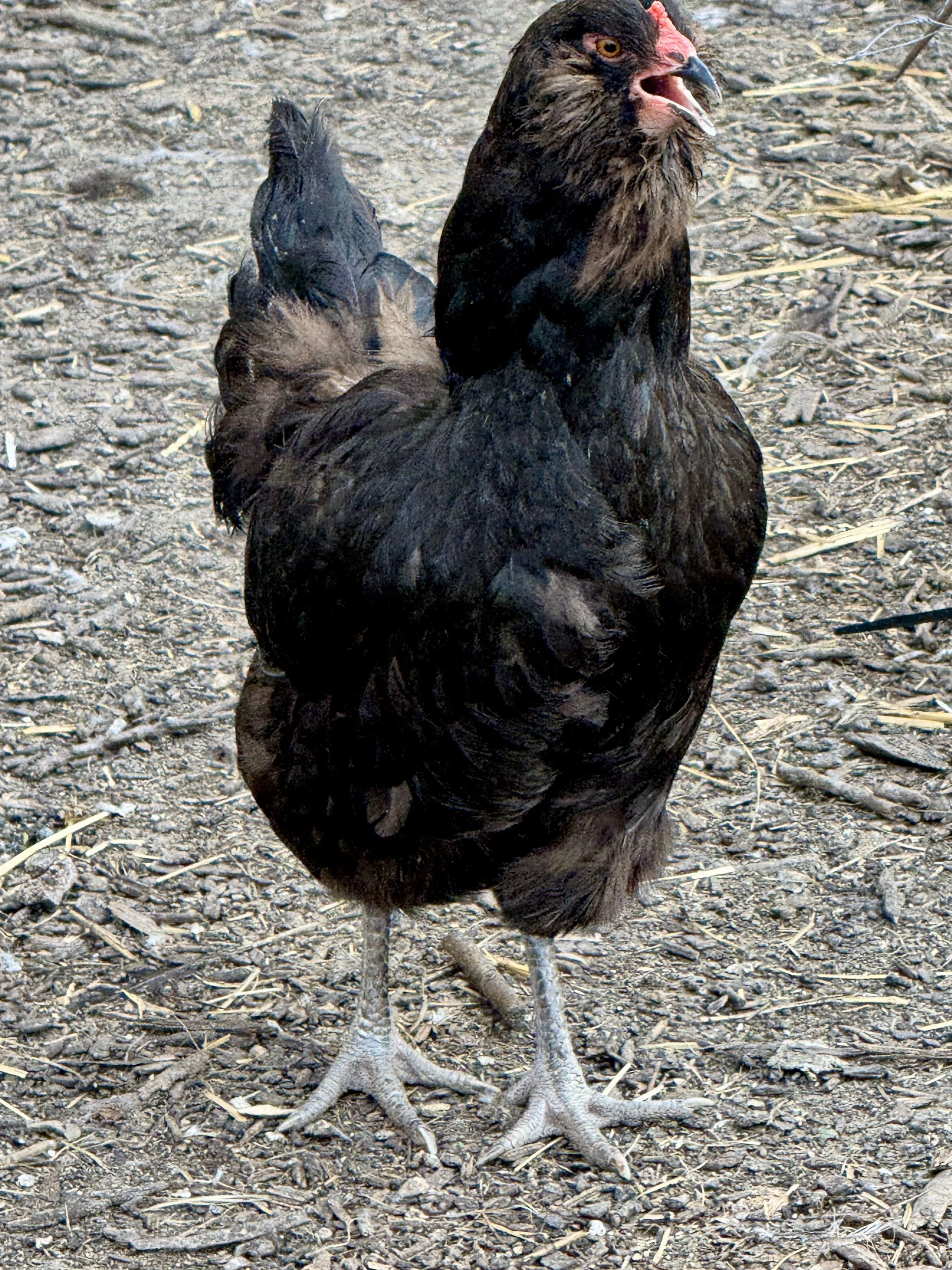Chicken - Ameraucana - laying age hen