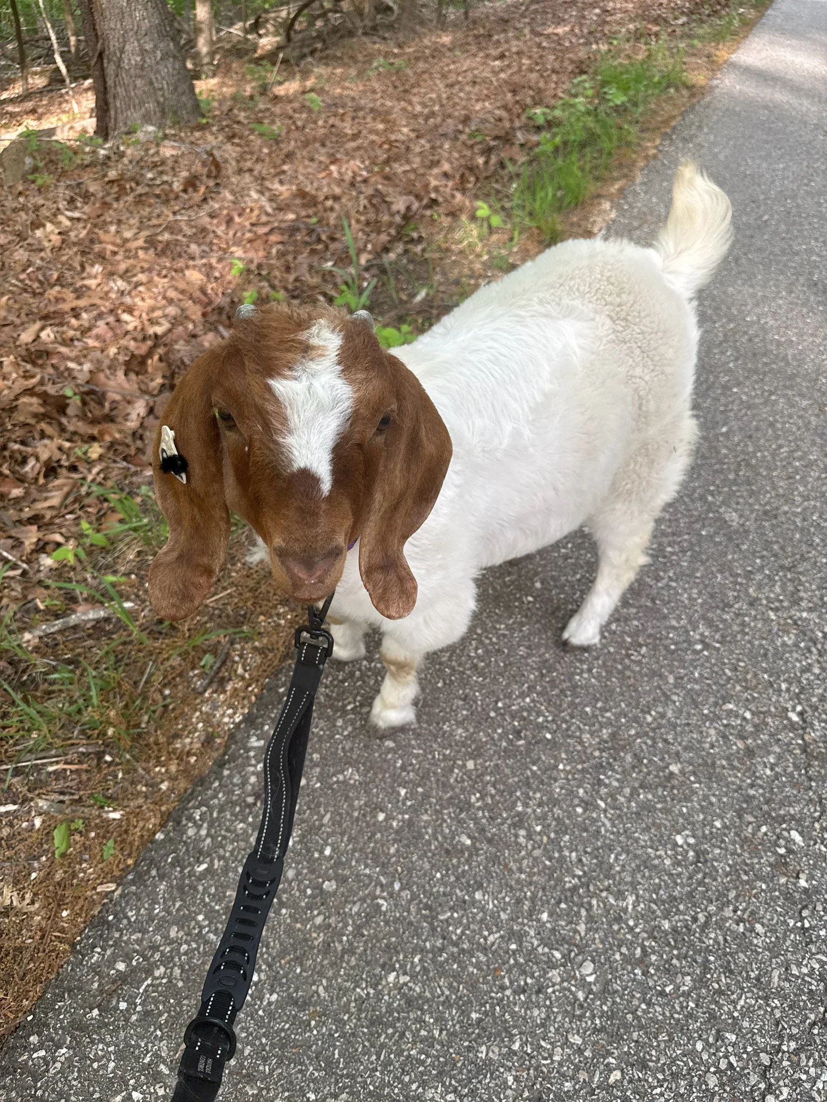 Boer goat - Full blood - Kid