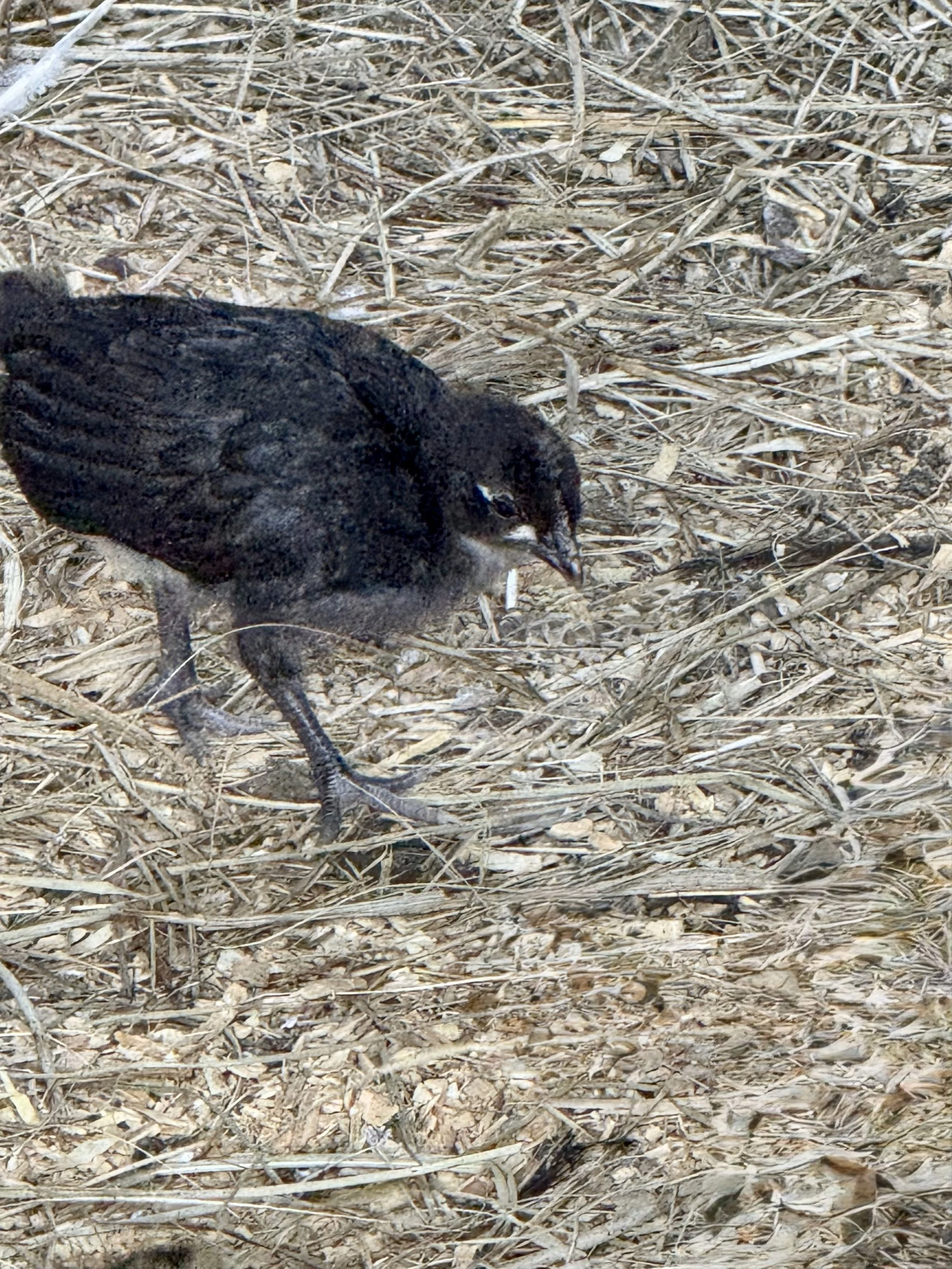 Chicks - Ameraucana - Pure bred
