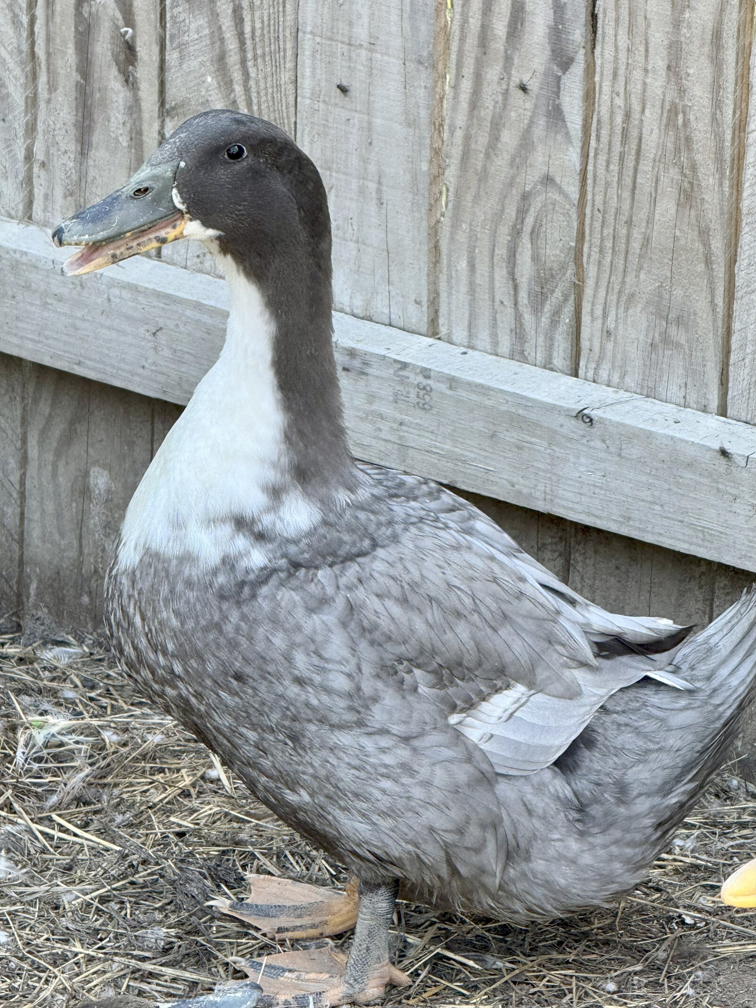 Duck - Jumbo Pekin x Blue Swedish - Egg laying hen