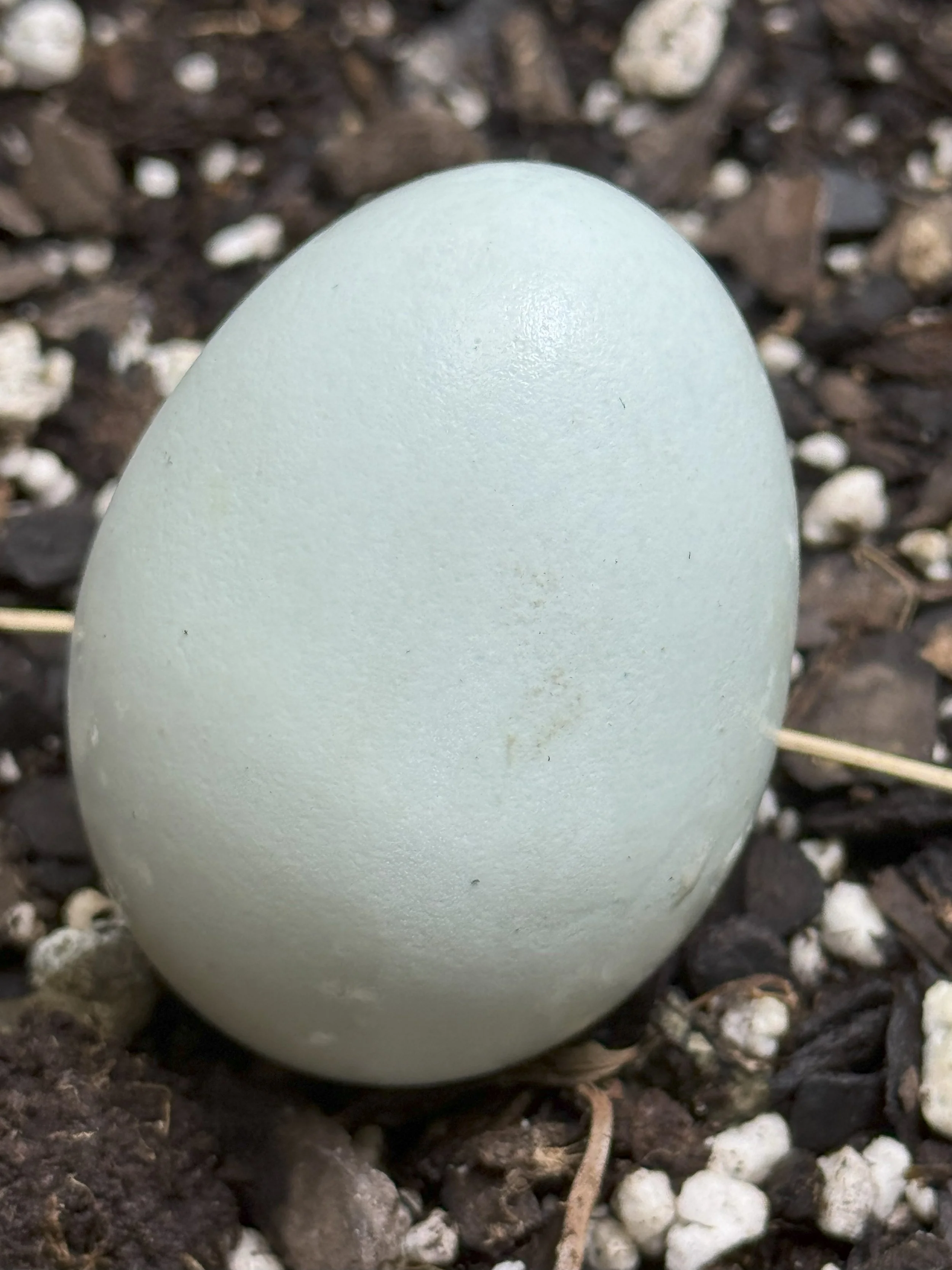 Chicken eggs - for eating