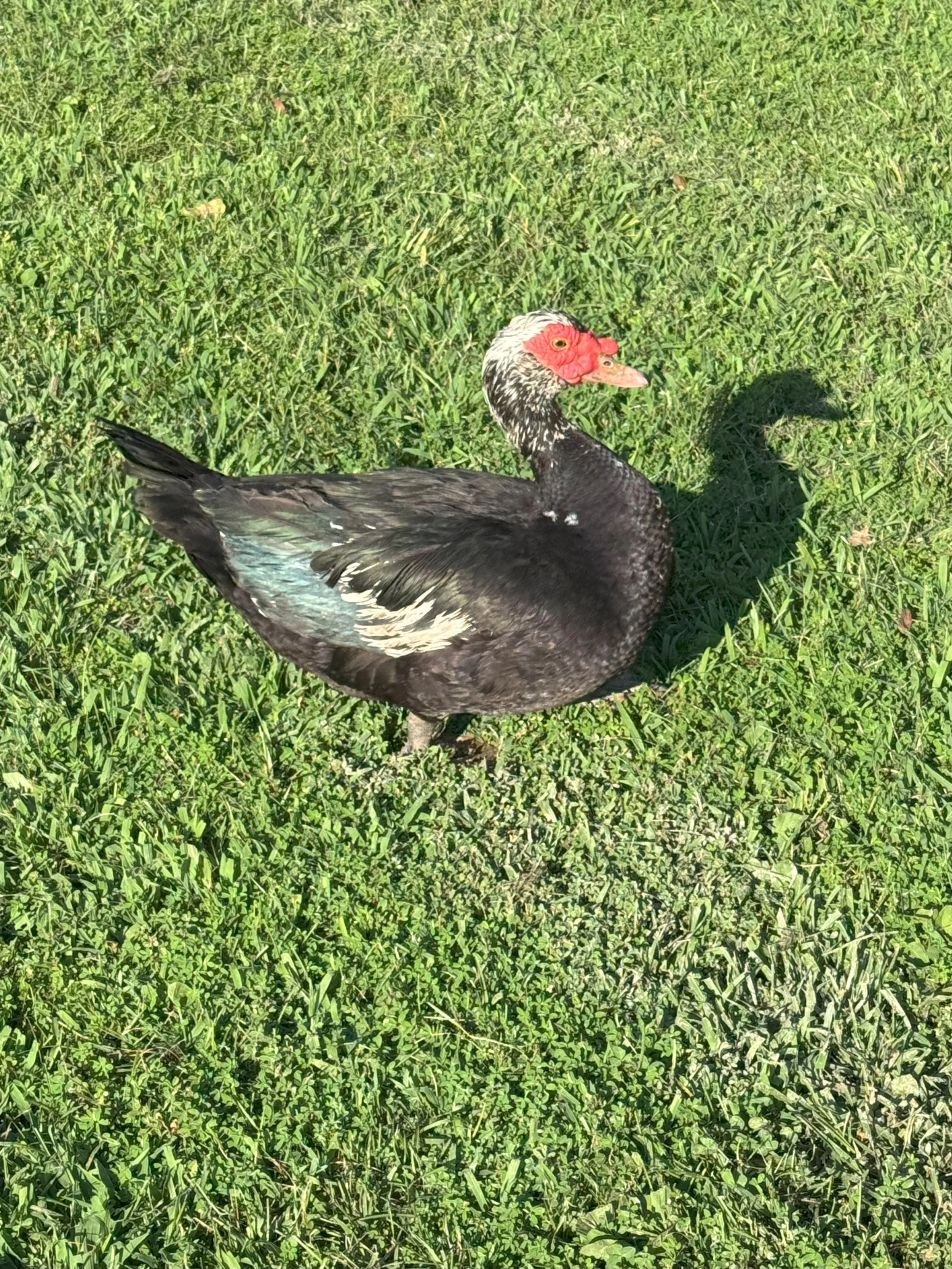 Duck - Muscovy - Mature drake