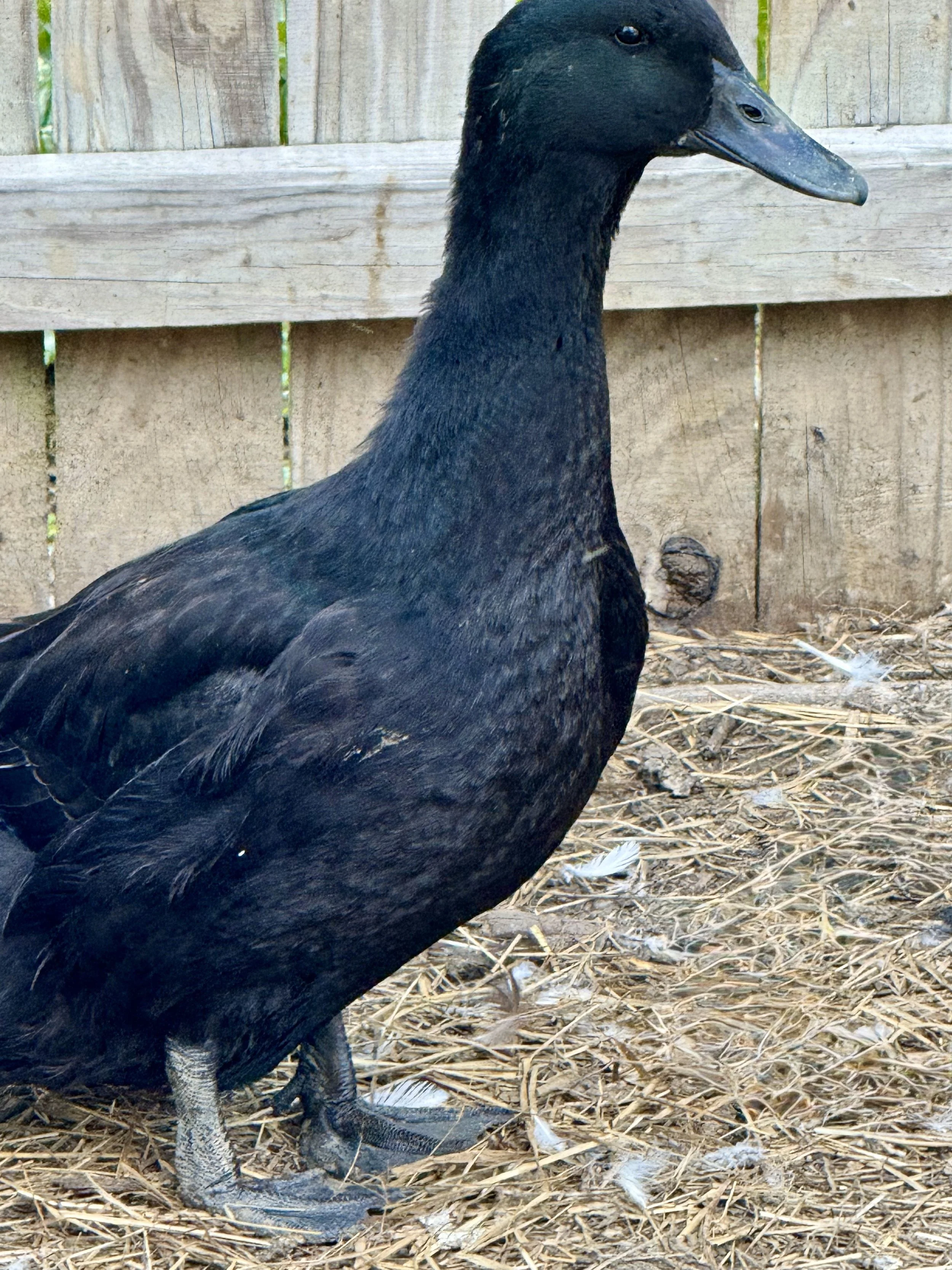 Duck - Jumbo Pekin x Cayuga - Mature drake