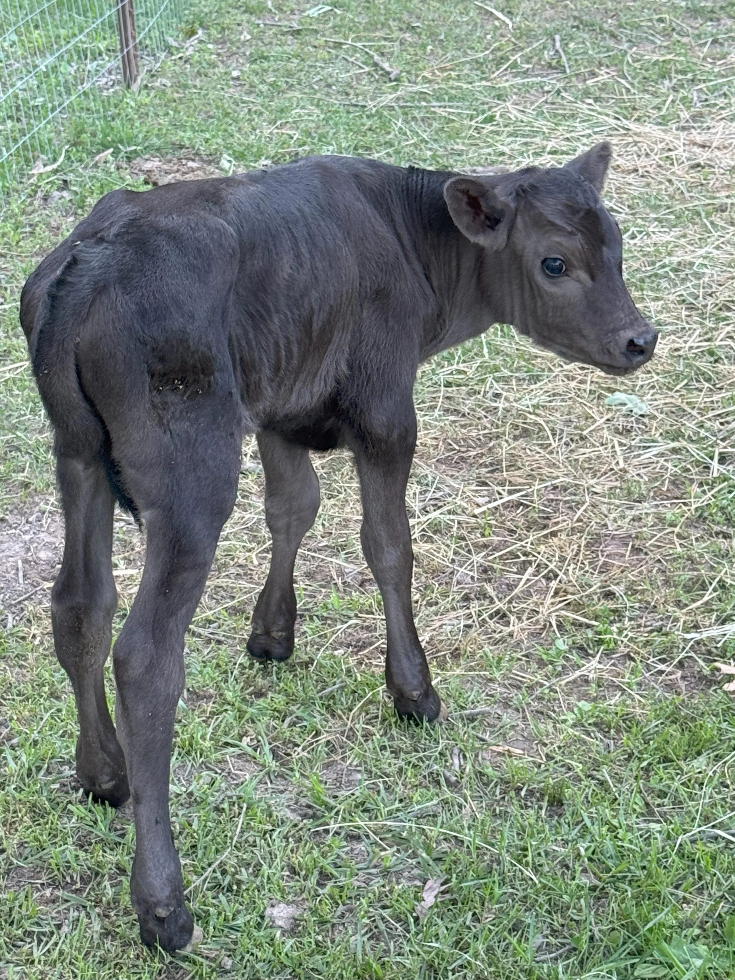 Wagyu - Pure bred - Bull calf