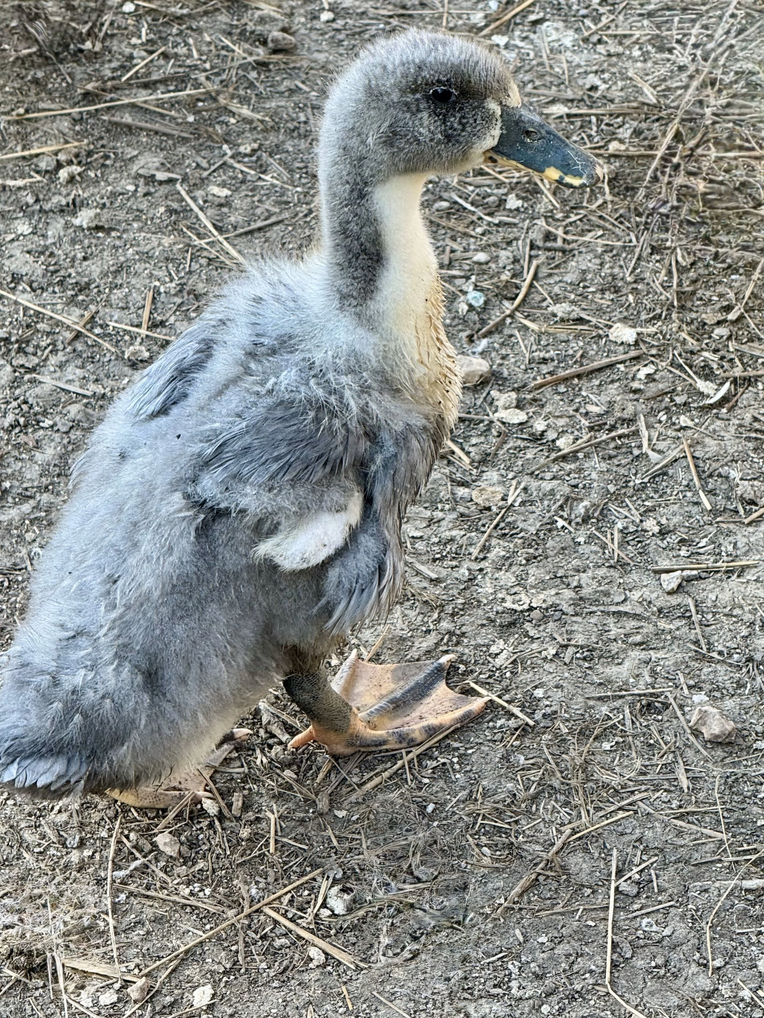 Pullets - Jumbo Pekin x Blue Swedish