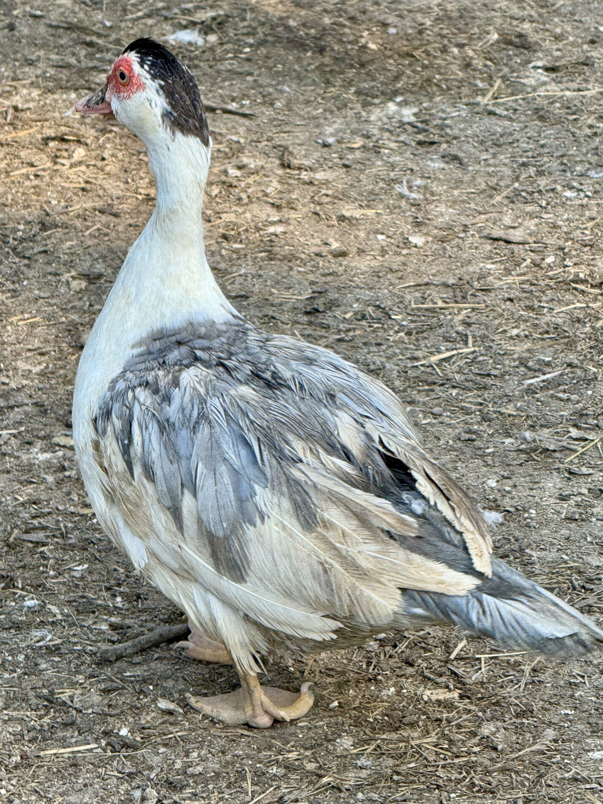 Duck - Muscovy - Egg laying hen