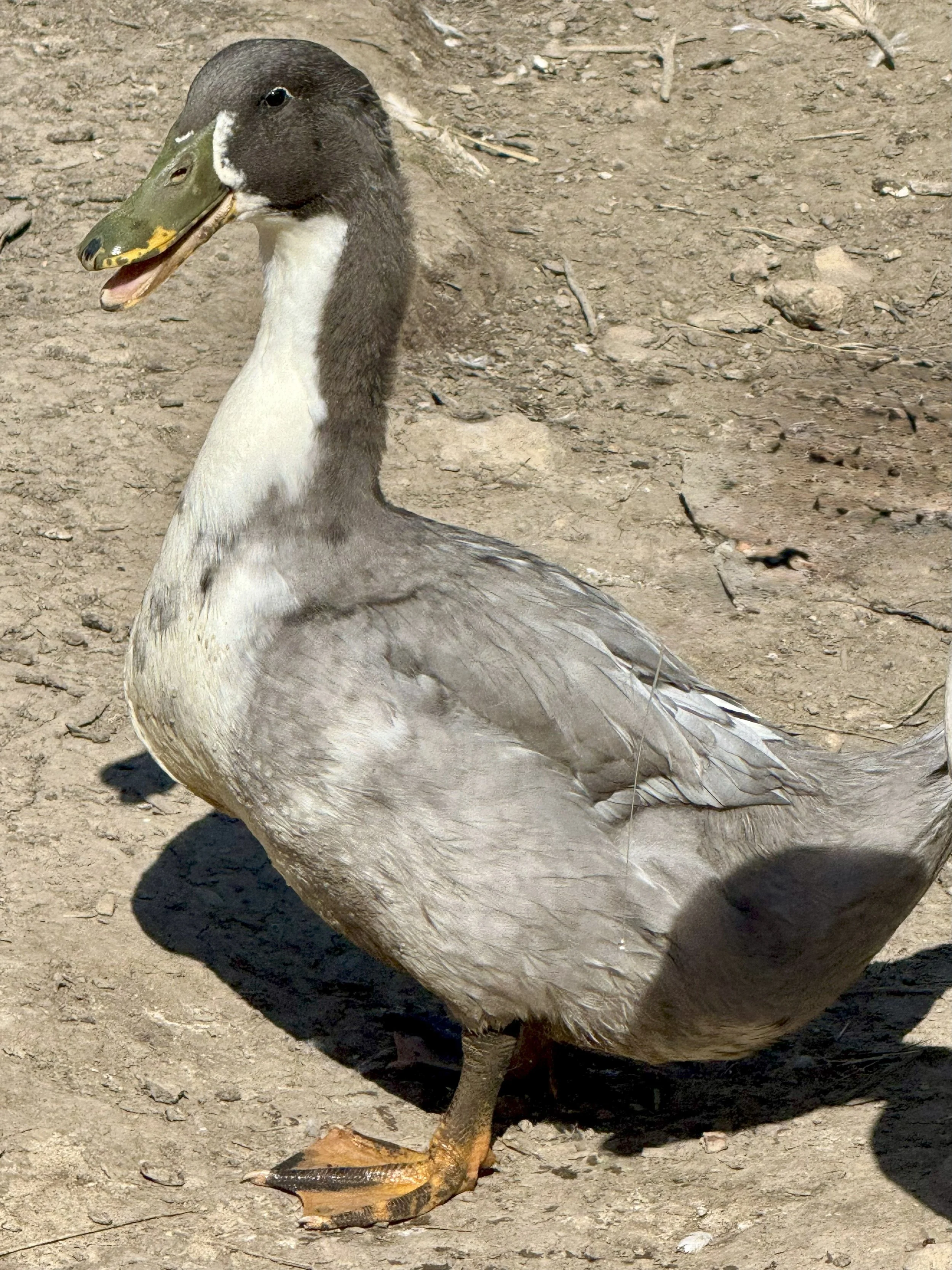 Duck - Jumbo Pekin x Blue Swedish - Mature drake