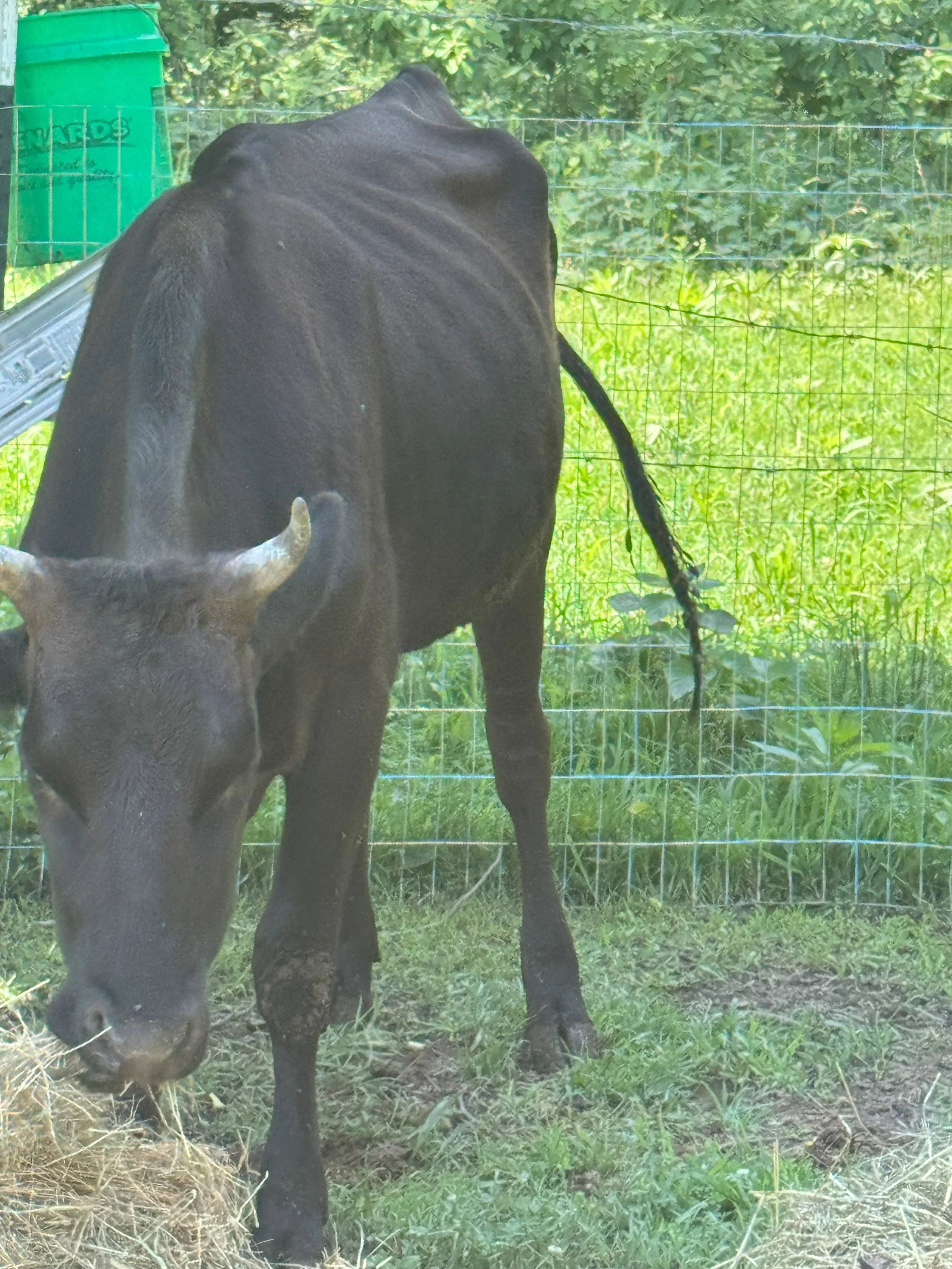 Wagyu - Pure bred - Heifer