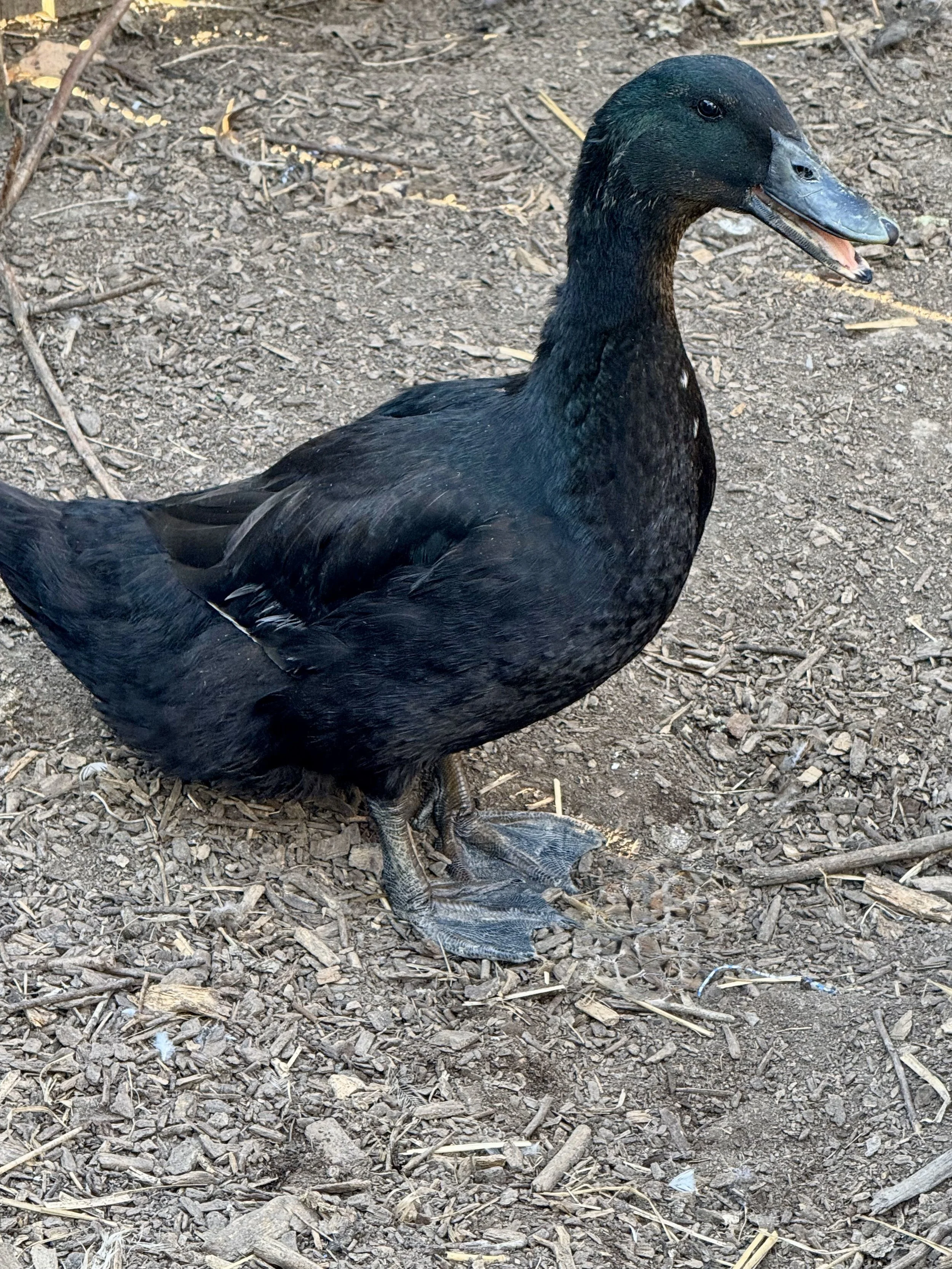 Duck - Jumbo Pekin x Cayuga - Egg laying hen