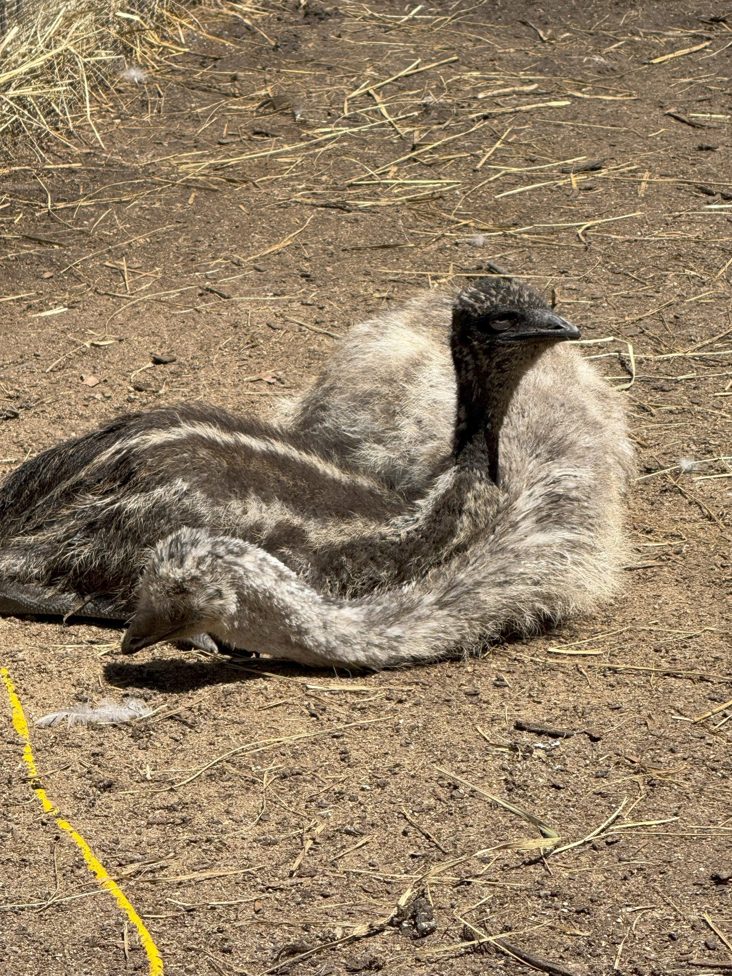 Emu meat - Whole emu