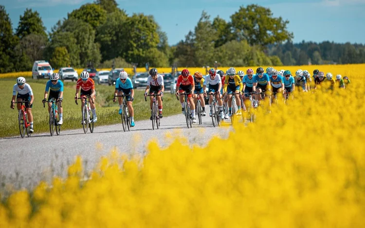 A women's road race peloton passing a yellow rapeseed field