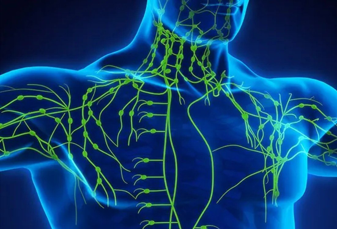 Your Health’s Secret Weapon: The Power of the Lymphatic and Glymphatic Systems