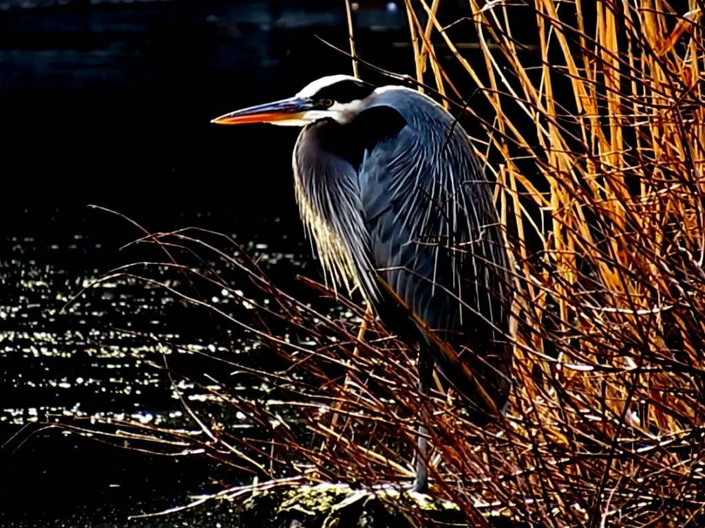 reiger still 2_1.1.1.jpg