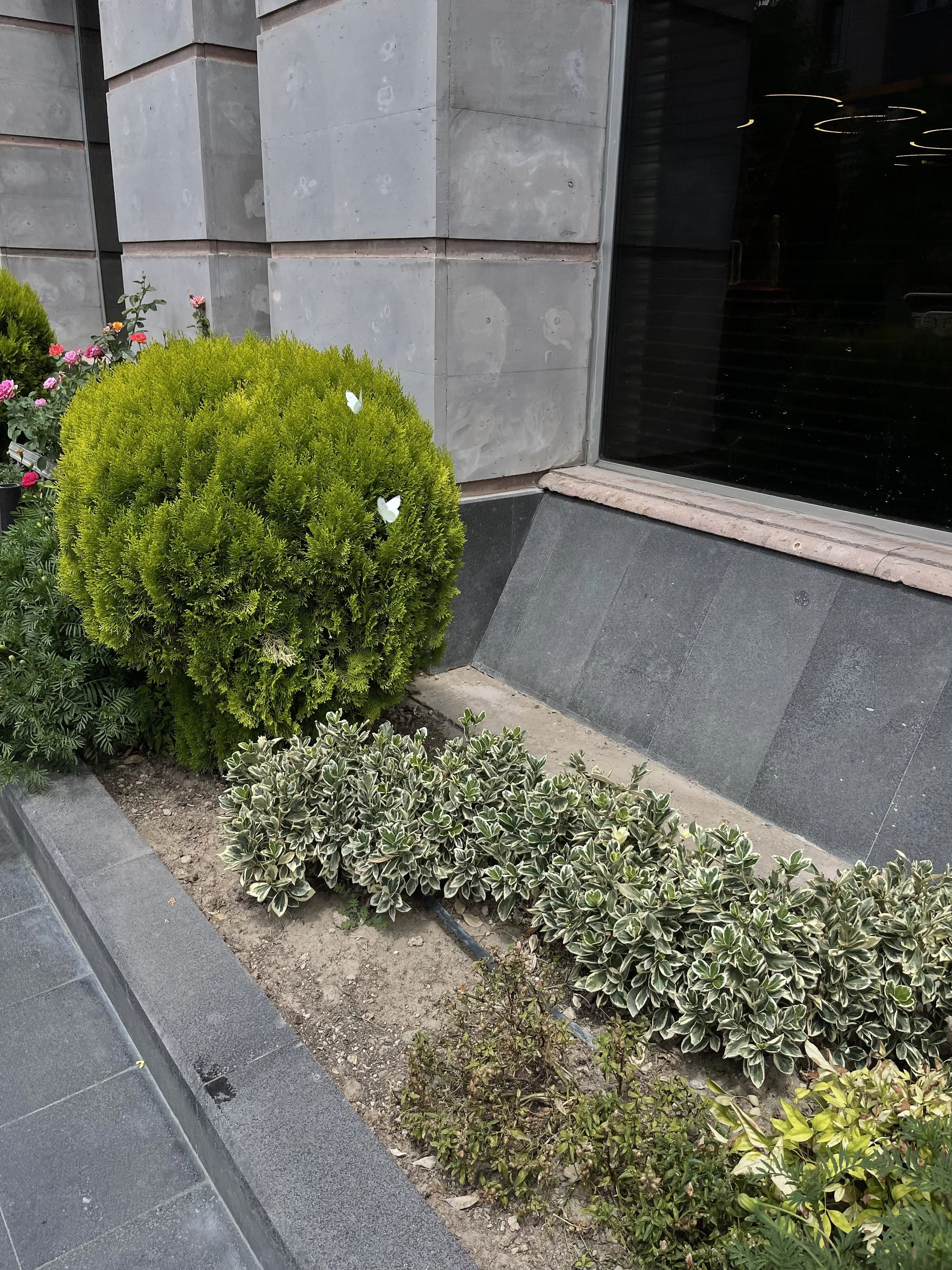 Groene struiken en witte vlinders voor gebouw – beeld van harmonie en natuurlijke schoonheid.