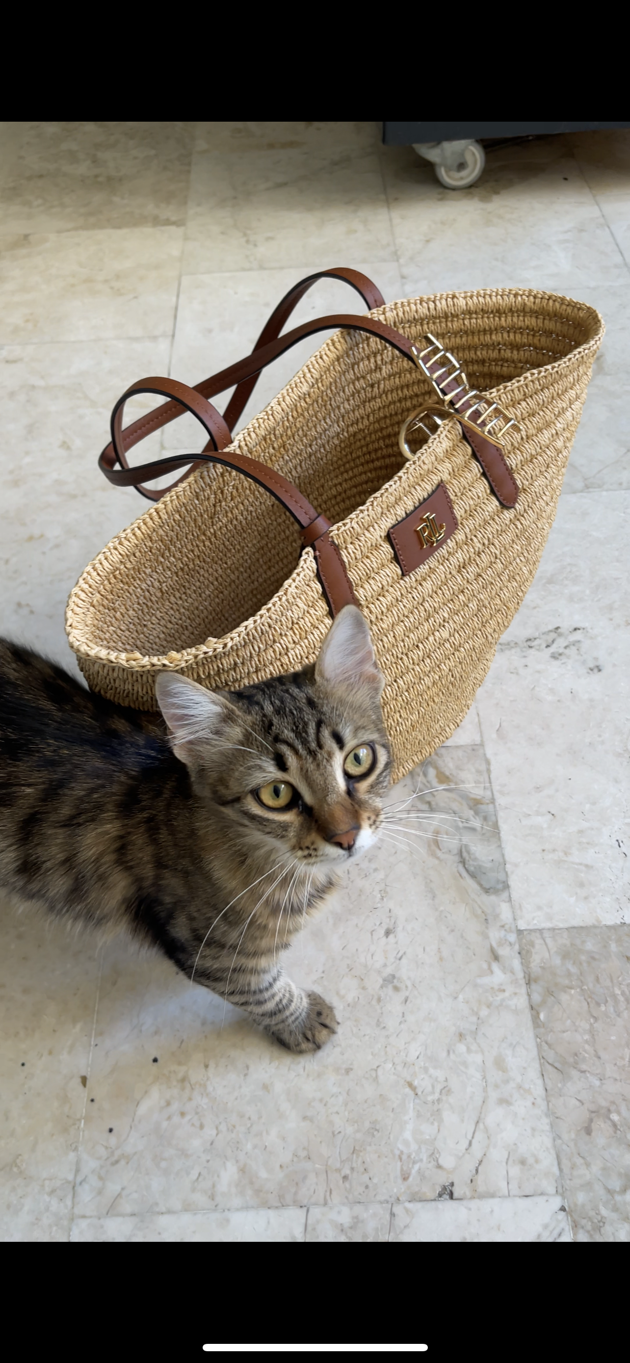 Kitten naast een gevlochten tas – symbool voor speelsheid en comfort.