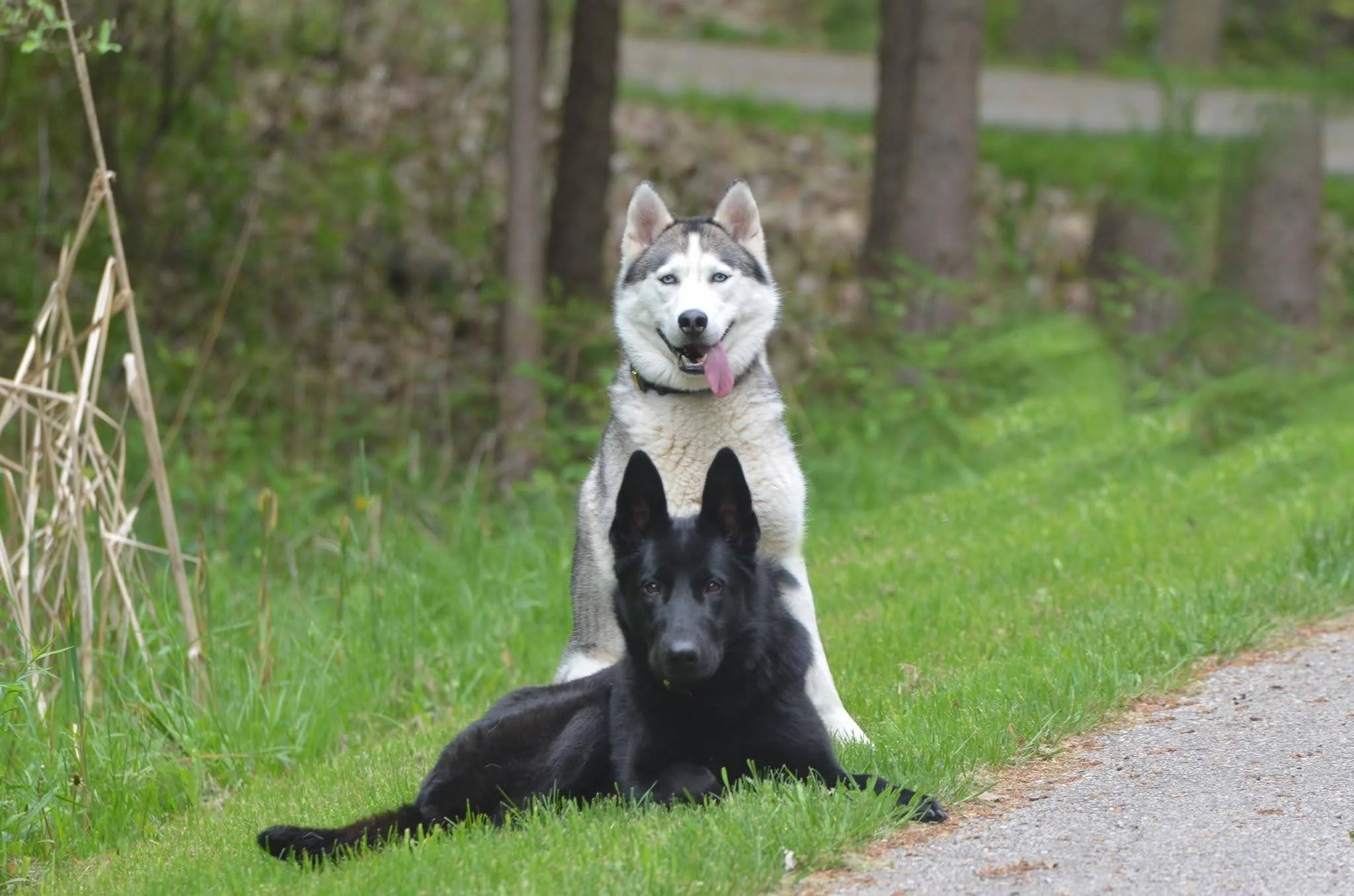 Financial advisor's German Shepherd and Husky dogs, highlighting an active, intentional lifestyle on the Lakeshore.