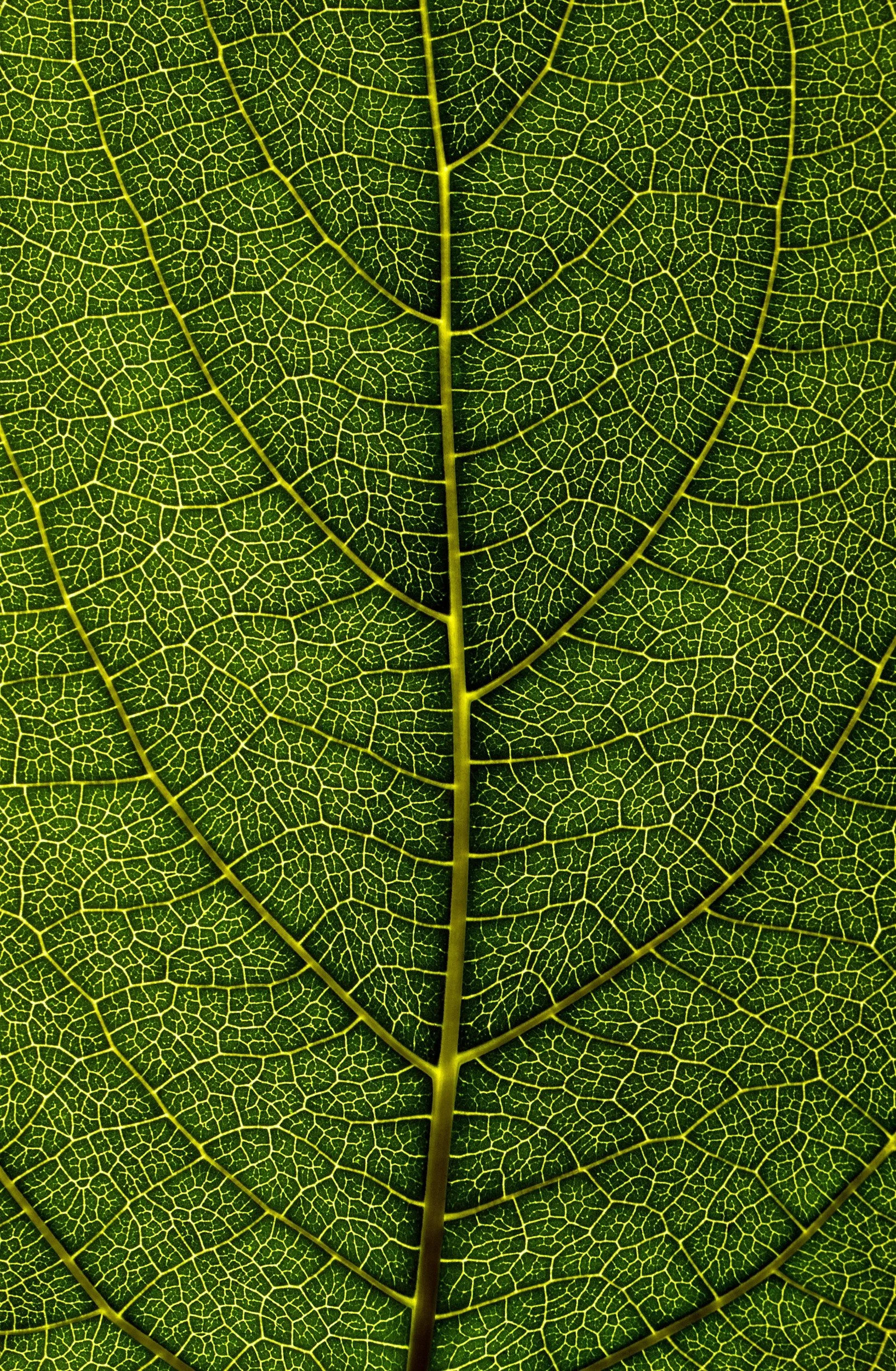 Close-up of a green leaf showing intricate vein patterns.