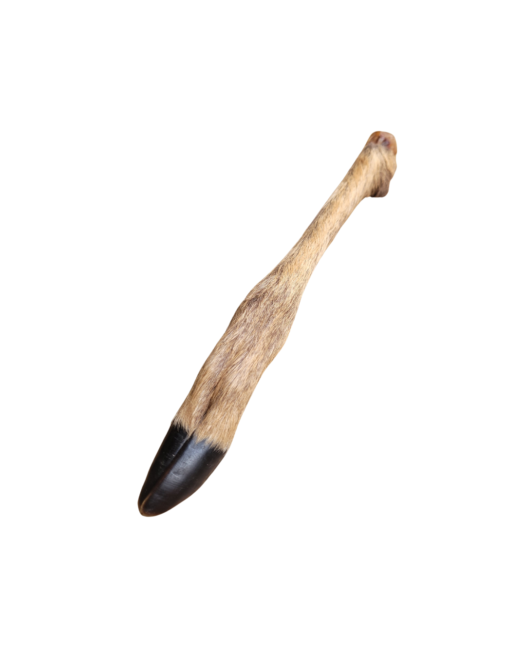 Deer foot noBG.png