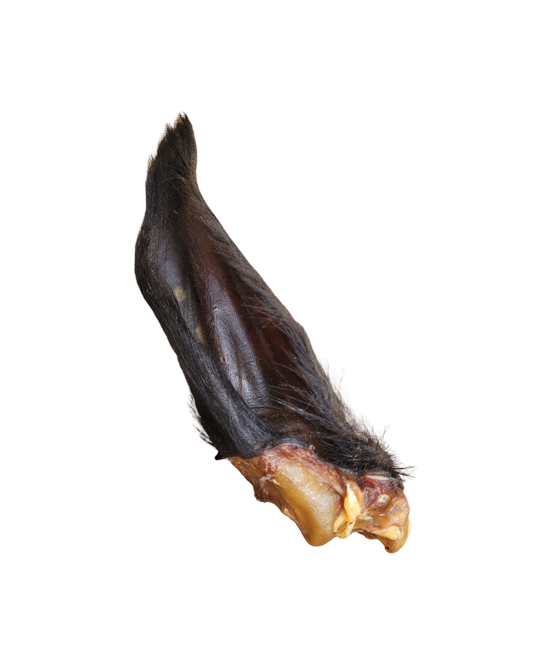Hairy cow ear noBG.png