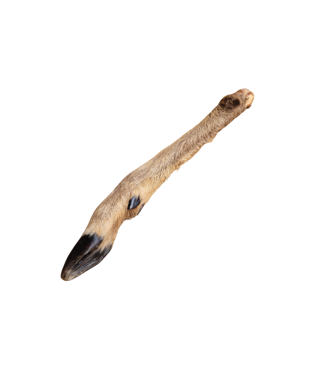 Deer leg 2 noBG.png