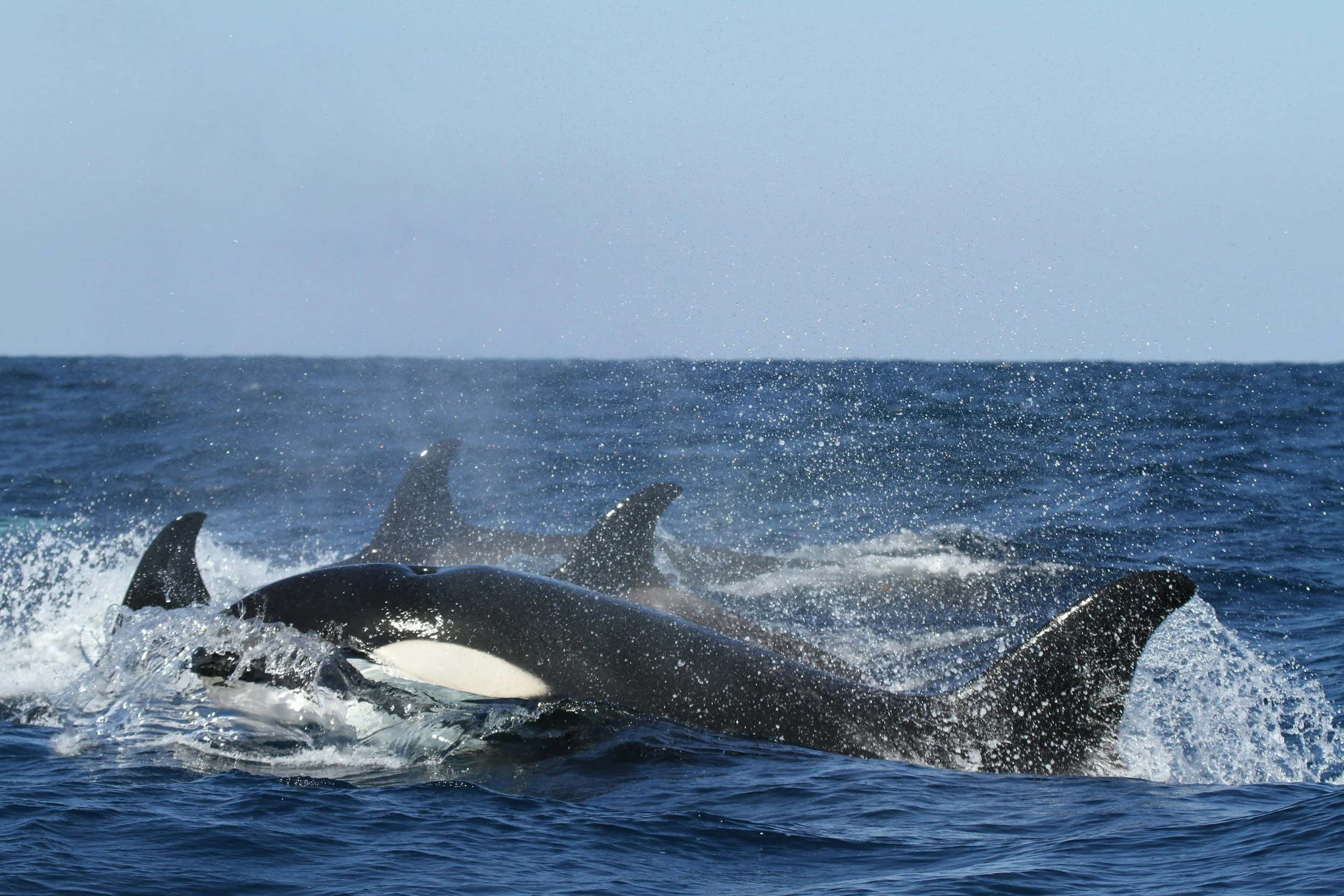 Growler expansion risks our Orca population