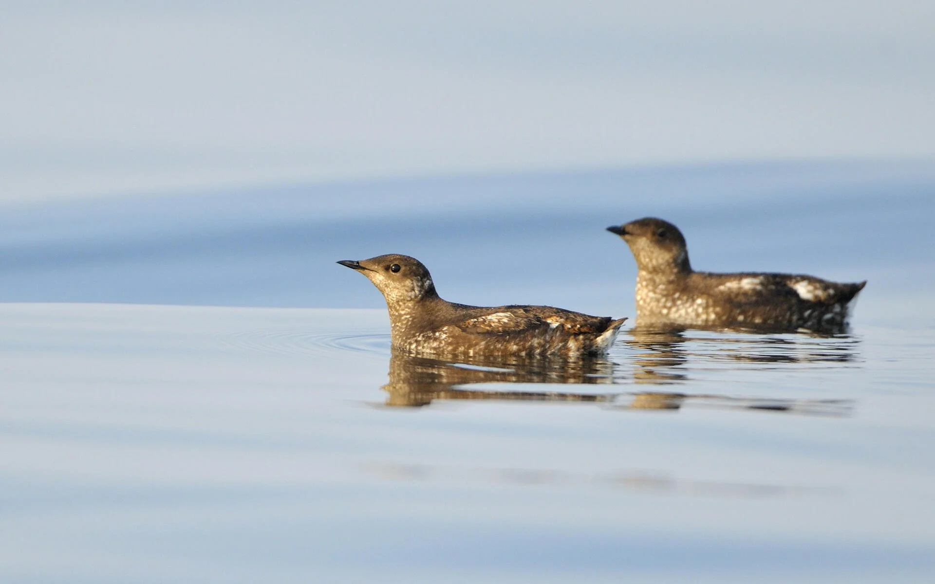 Marbled Murrelet Webinar