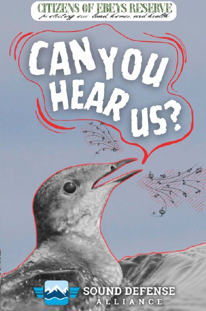 ZINE: Marbled Murrelet