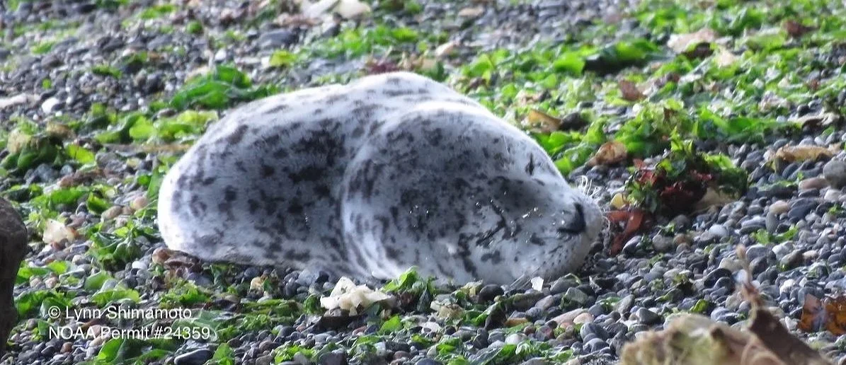 Nursing-age seal pup