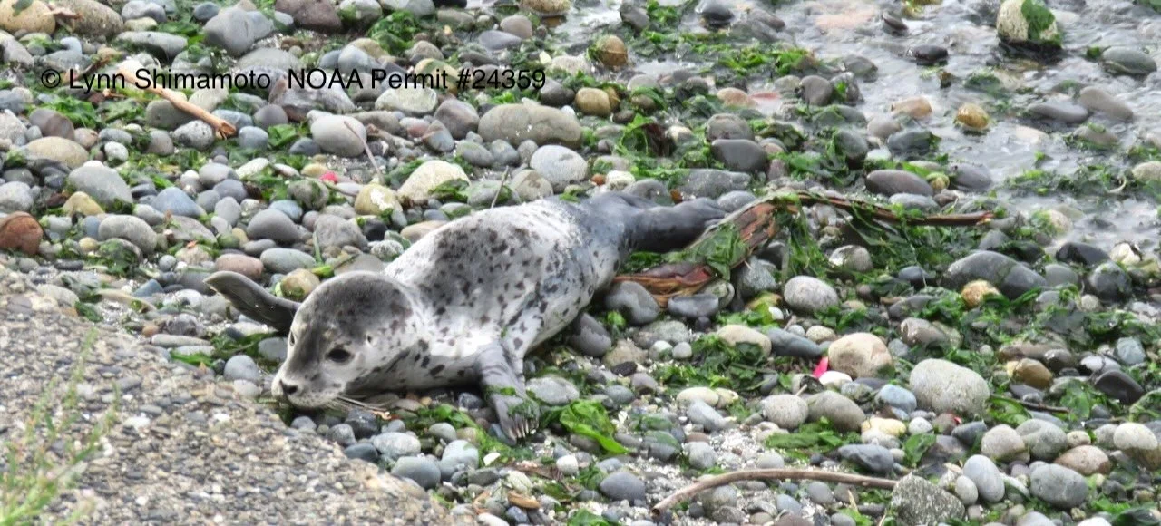 Another early-morning seal
