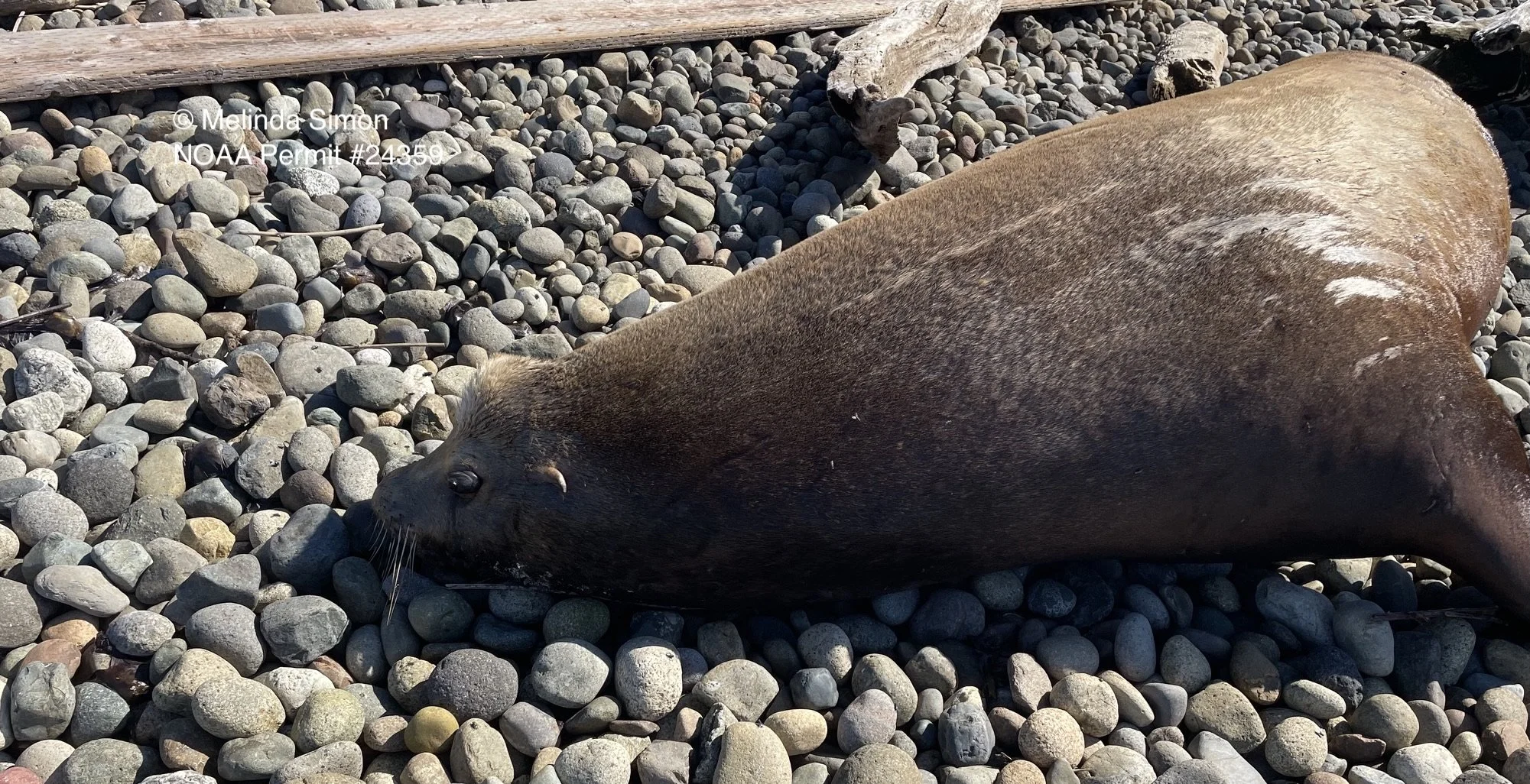 Shot sea lion examined