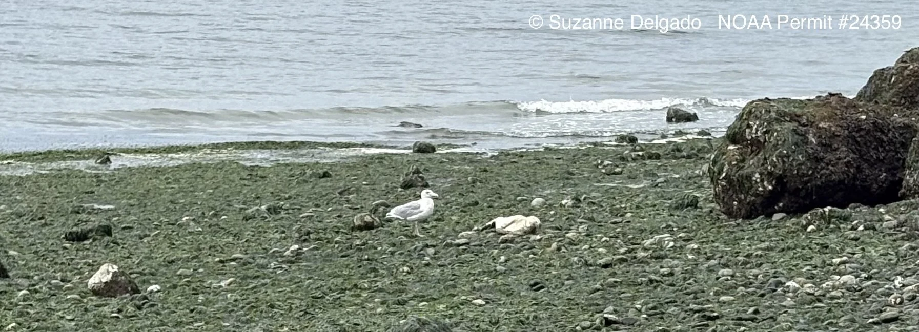 Injured harbor seal found 
