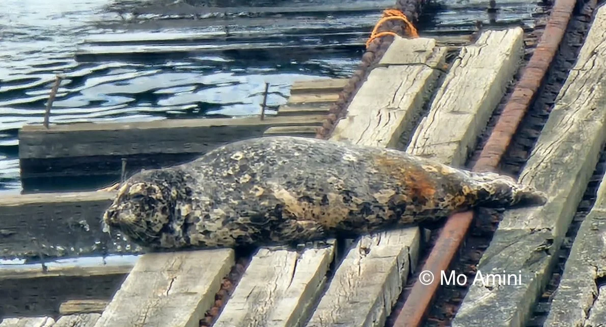 Photographing harbor seals