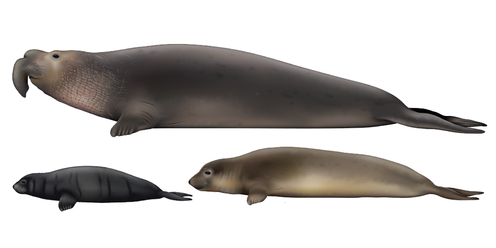 Marine Mammals Seal Sitters marine-mammals-seal-sitters