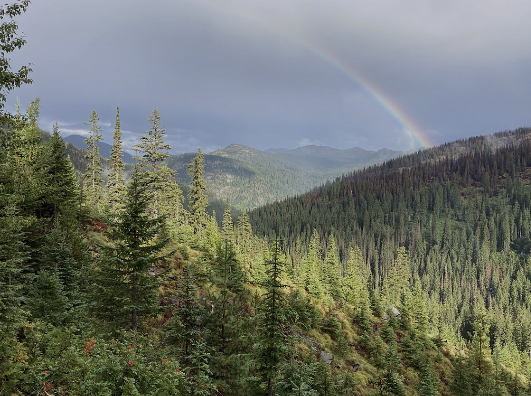 🌲 The Compass That Points Us Home