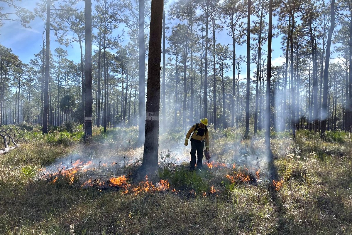The Forests We Inherited