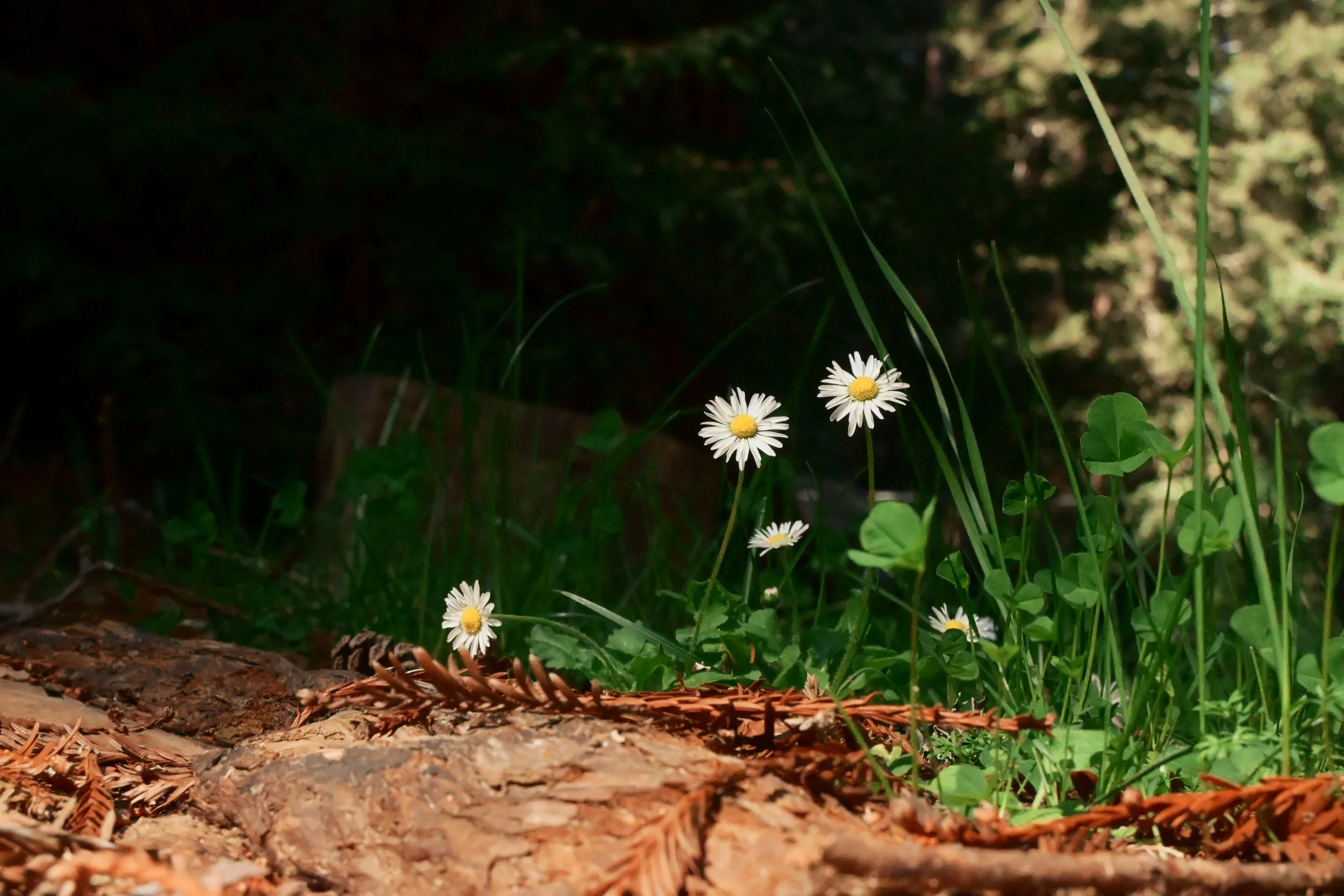 Bringing the Everywhen Into the Woods