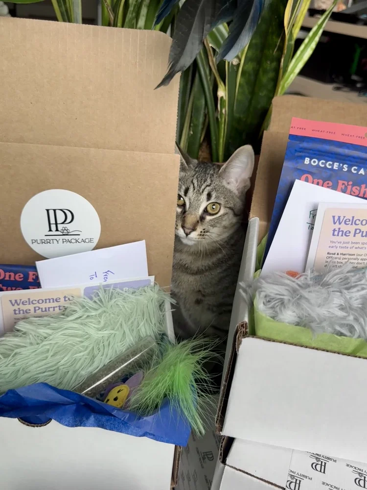 Tabby peeking into Purrty Package boxes
