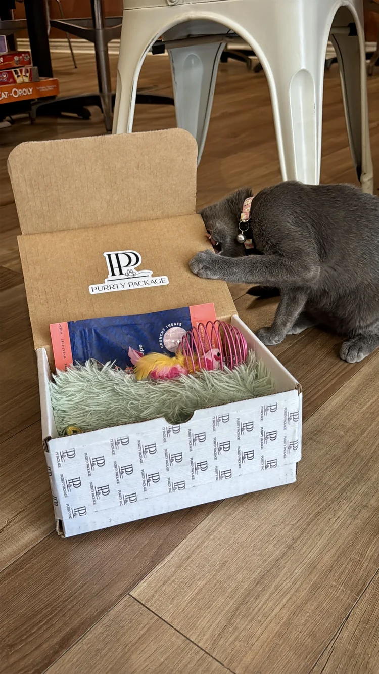 Gray cat playing with toys from the Purrty Package